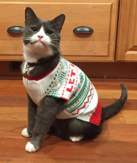 Cat wearing a comfortable sweater