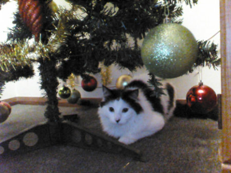 cut christmas Cat under Christmas tree with bulbs everywhere