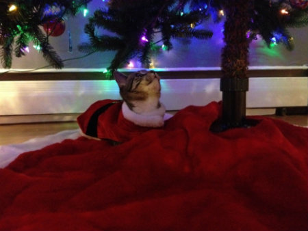 Cute cat in a Santa outfit under the tree