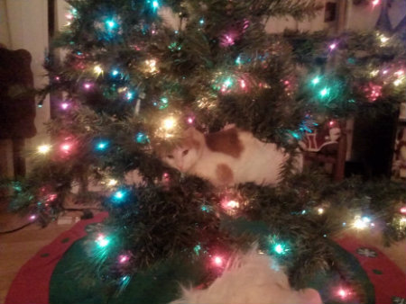 Cat cuddled in a christmas tree with lights around him