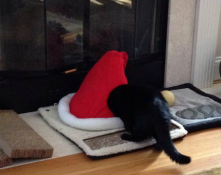 Shadow the cat hiding in a Santa hat cat house