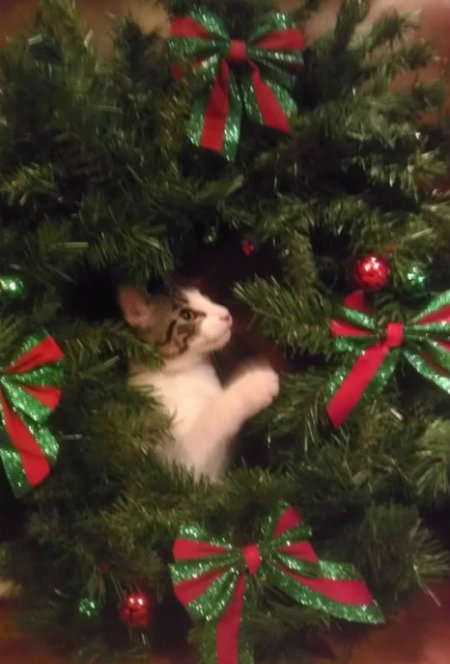Cute Christmas cats Cat hiding in a Christmas tree