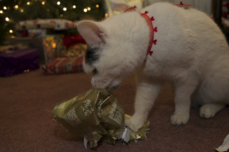 Cat ripping up wrapping paper for a Christmas present