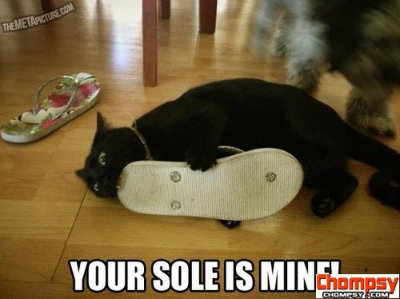 cat attacking shoe, funny cat meme, your sole is mine, funny cat