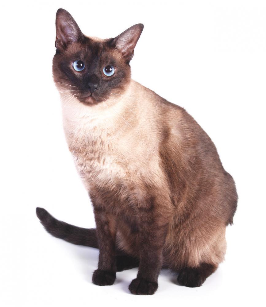 Tonkinese cat with blue eyes