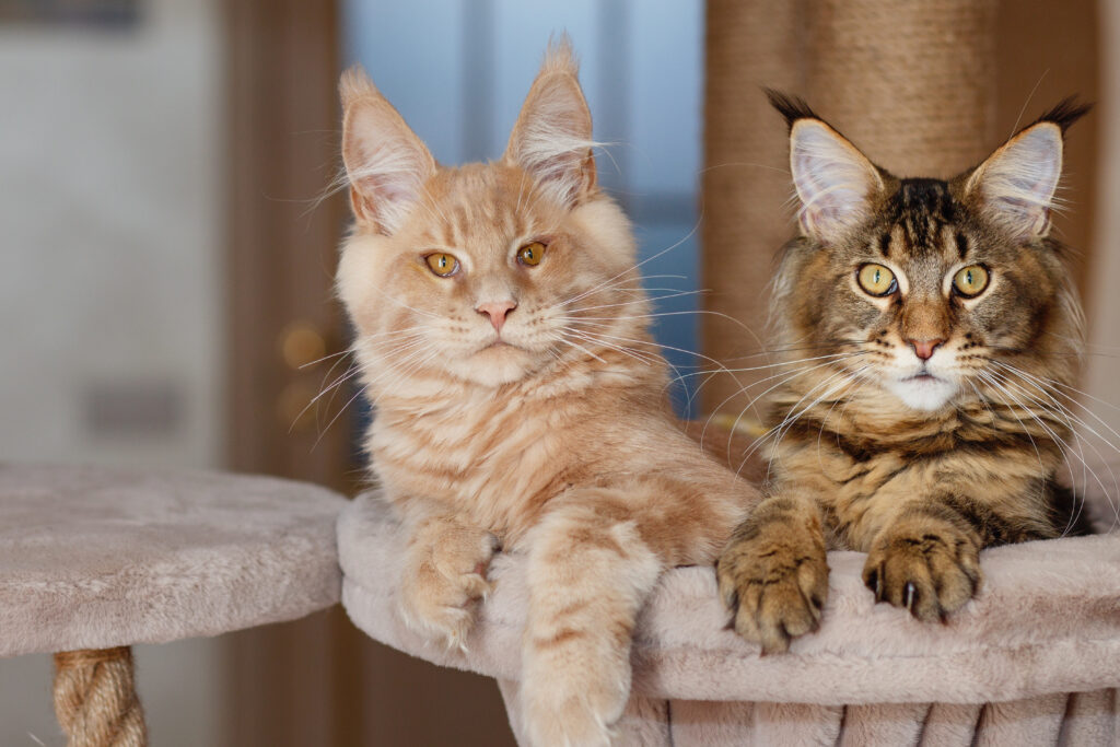 Maine Coon kittens playing on a cat tree.