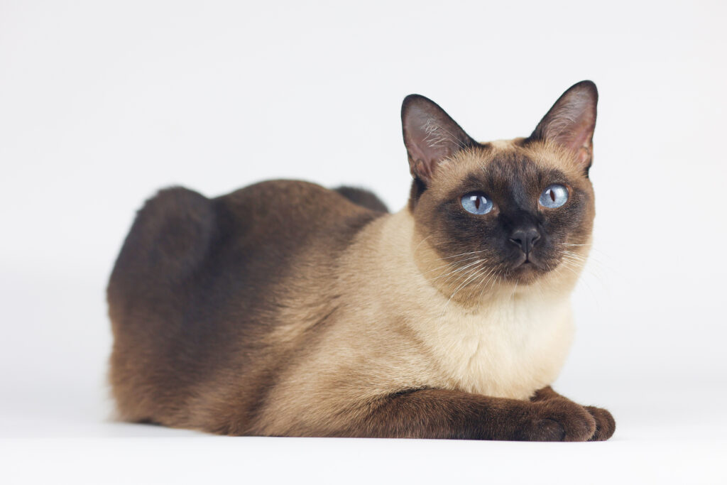 Siamese cat laying down.