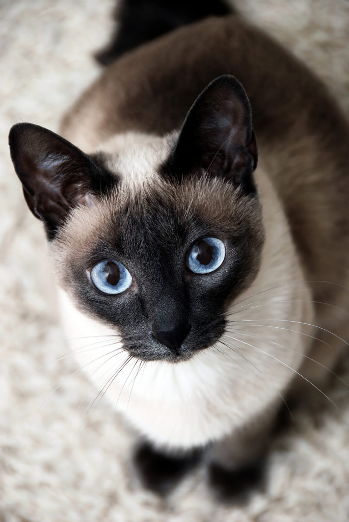 Siamese cat with blue eyes, curious look.