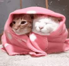Here Are The Best 15 Cat Gifs In Town