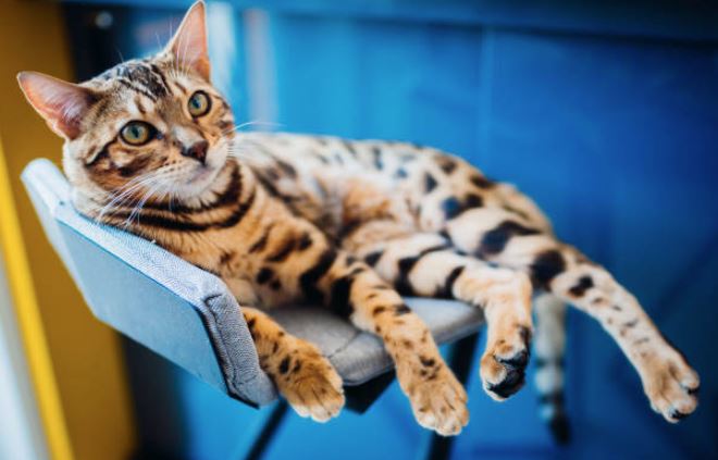 7 Steps to Creating a Cat Friendly Home Modern Cat