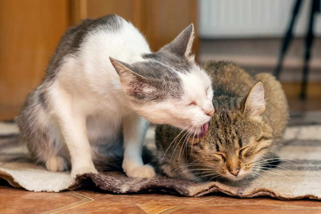 A cat washes another cat with its tongue. Cats are friends