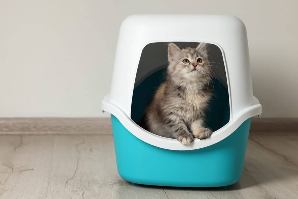 Cute fluffy kitten in closed litter box at home.