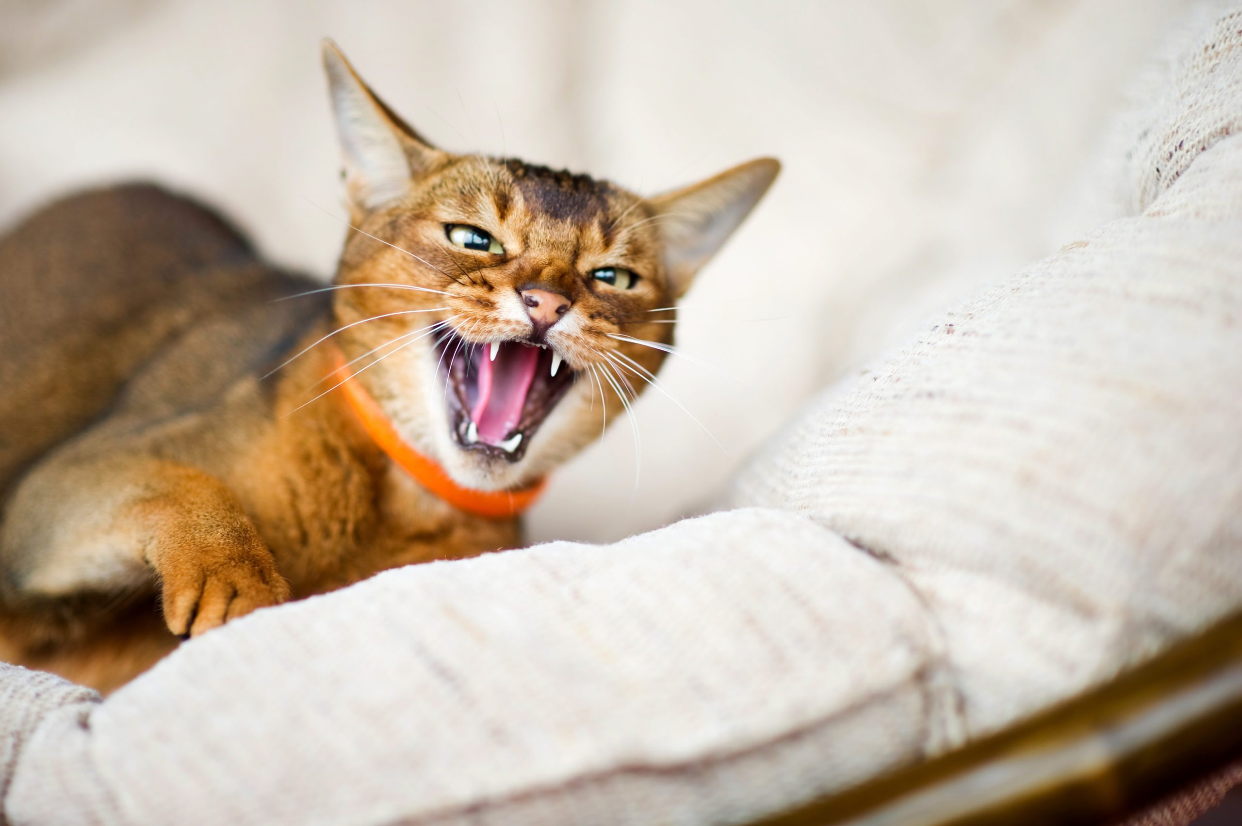 Angry, Aggressive Cats - Catwatch Newsletter