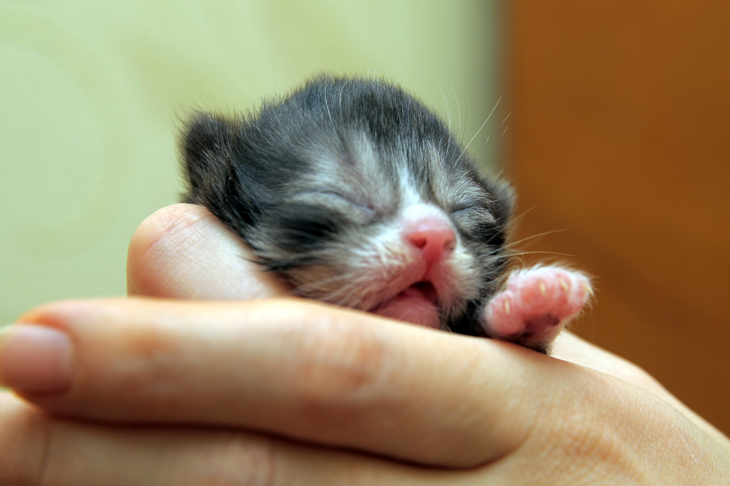 homemade-rice-socks-keep-bottle-baby-kittens-warm-cozy-pet-news-live