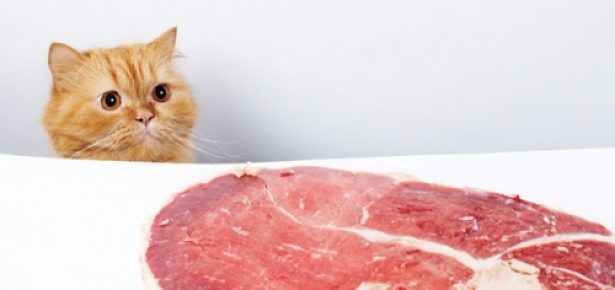 are dogs and cats true carnivores