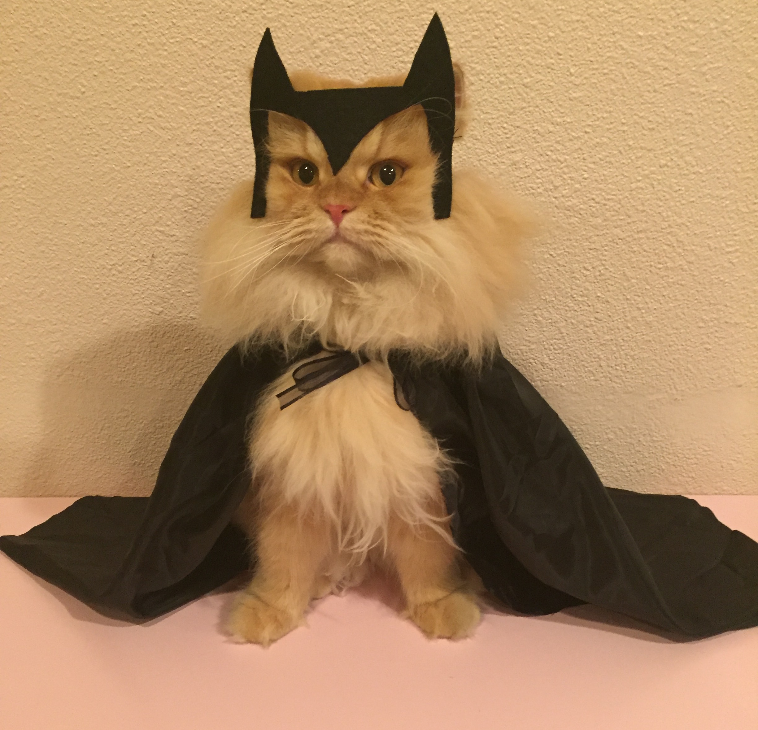Костюм кота картинки. Кот в костюме. Костюм кошки. Костюмы для котов. Кот в костюме Бэтмена.