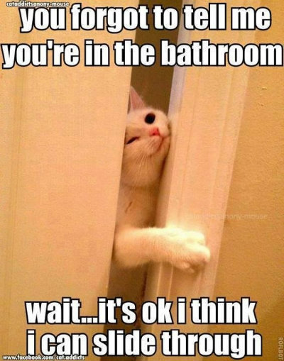 cute cat meme, funny cat meme, cat trying to get into the bathroom