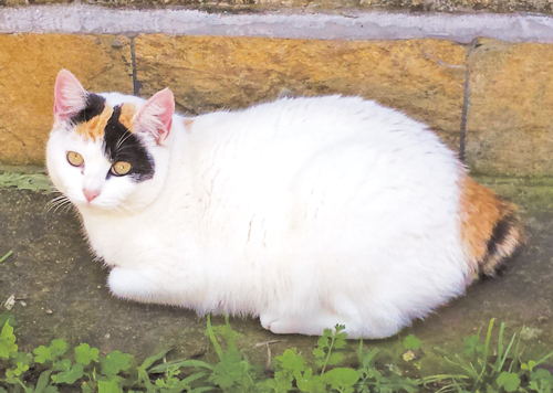 Japanese Bobtail cat sitting on ground