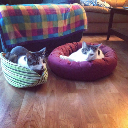 two cats sitting in their cat beds looking cozy