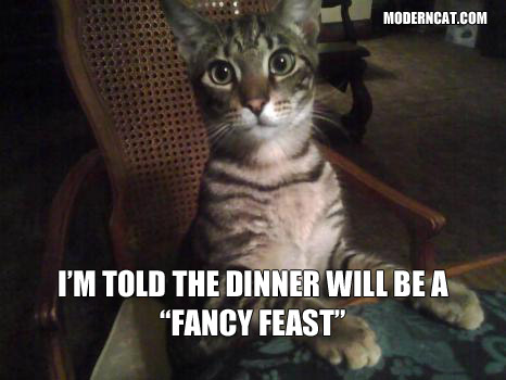 fancy feast funny meme, best cat picture, funny cat