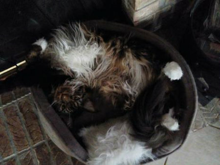 cat squished into a comfortable cat bed 