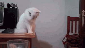Here Are The Best 15 Cat Gifs In Town
