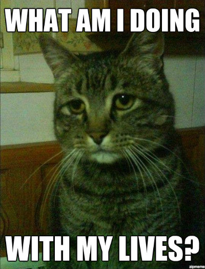 sad-looking cat meme, funny cat meme, cat memes