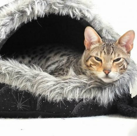 sleepy cat curled up in a furry cat cave