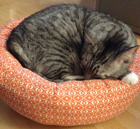 adorable cat curled up in a puffy cat bed