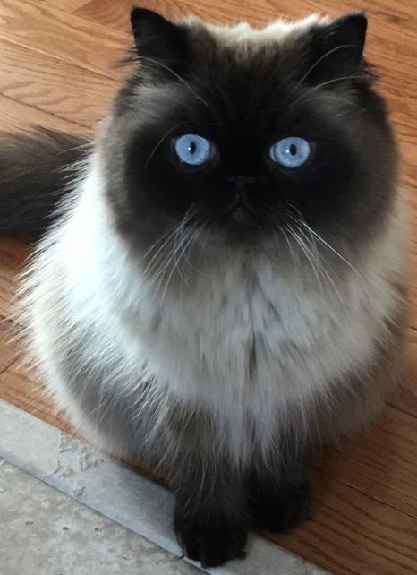 Cat Eyes: Best Of - Modern Cat