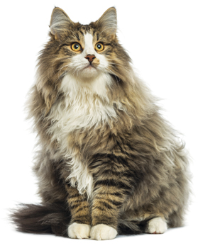 Norwegian Forest Cat- breed profile