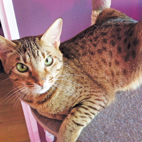 ocicat sitting on a chair with spotted fur