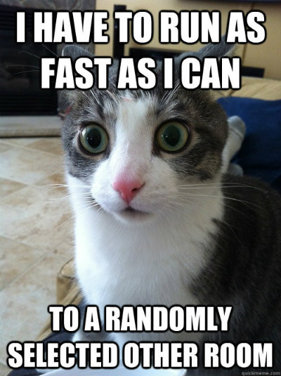 funny cat meme, startled cat with big eyes