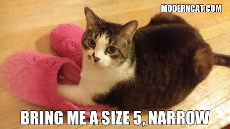 funny cat meme, cat in slippers, cat in shoes, funny cat picture