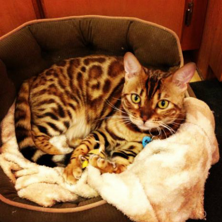 pretty spotted cat curled up and cozy in their bed