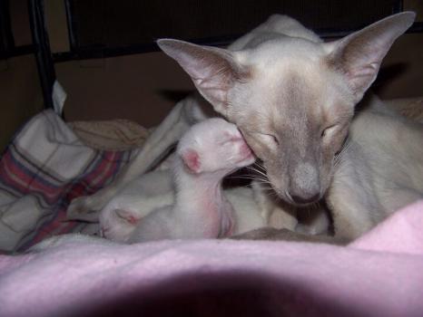 Momma Cat with Kitten
