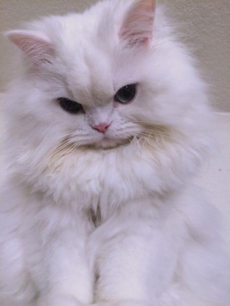 white grumpy cat