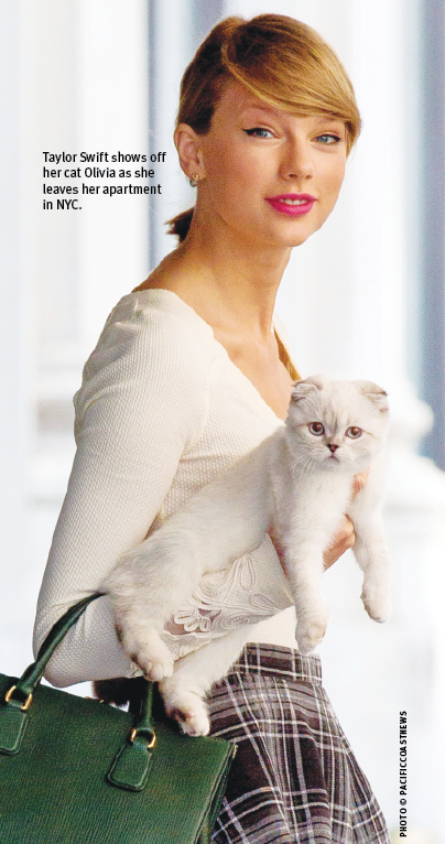 taylor swift cat meredith breed