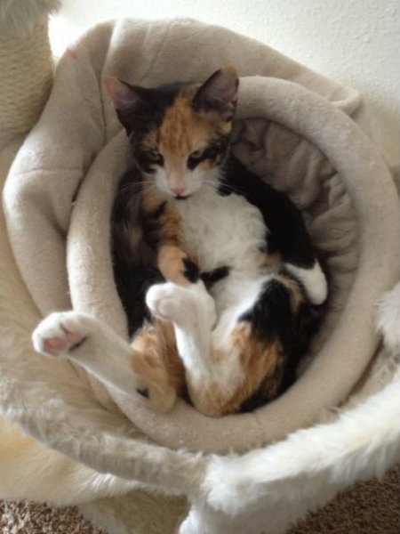 cat looking comfy in cozy fuzzy bed