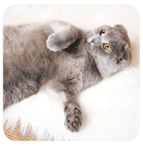 Signs that your cat loves you, Top signs of cat affection- cats rolling over and showing their belly 