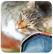 Signs that your cat loves you- Nuzzling cat signs of affection- how to tell if your cat is saying they love you
