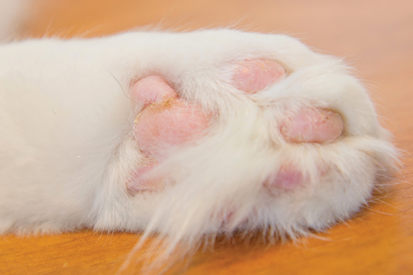 Cat Toe Furs