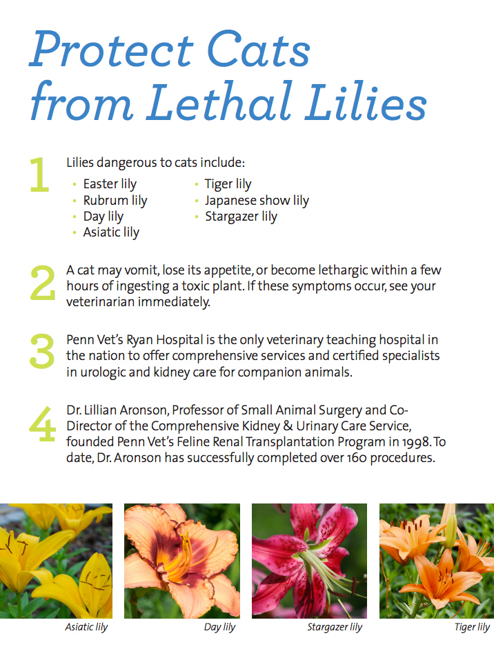 Protect Cats From Lethal Lilies This Easter - Modern Cat