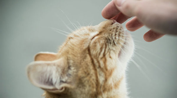 Cat touching hand