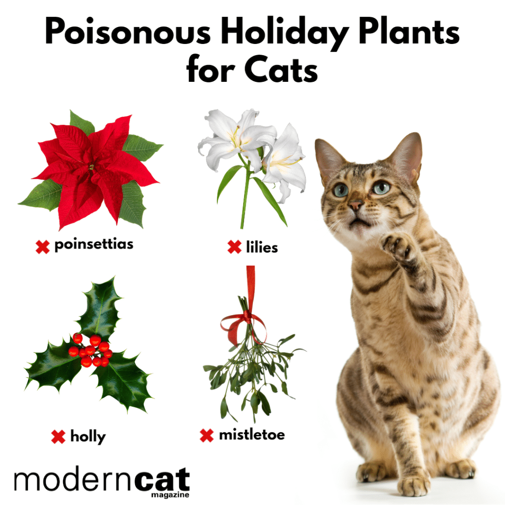 Holiday Plants that are toxic to cats.