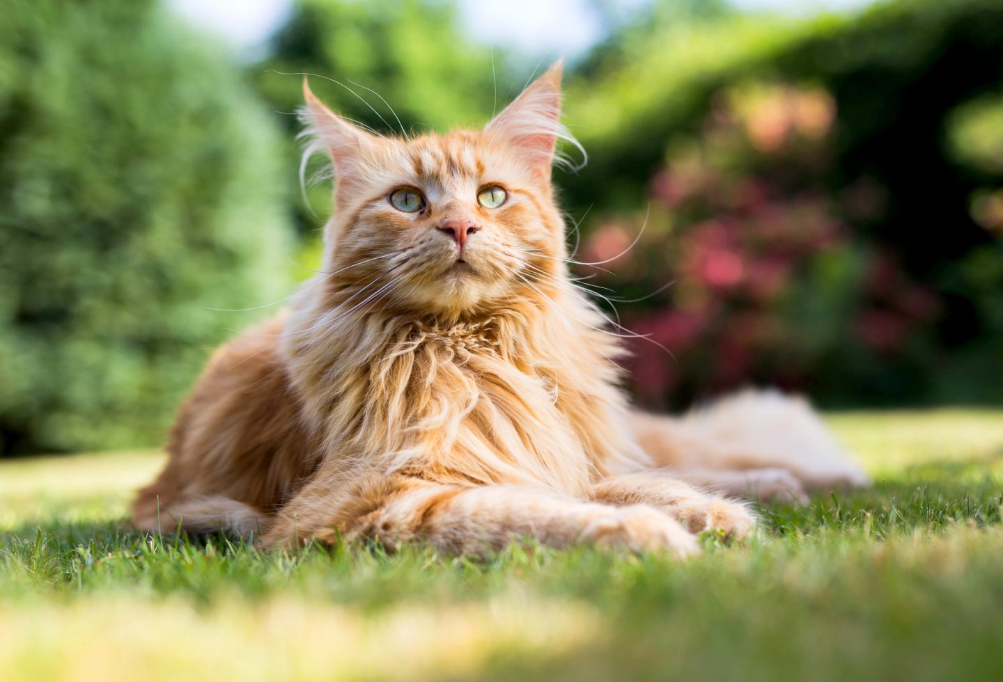 Maine Coon cat