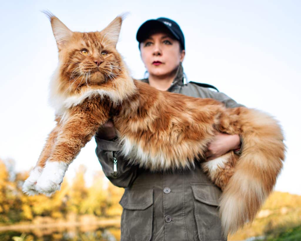 Woman holding large orange maine coon cat