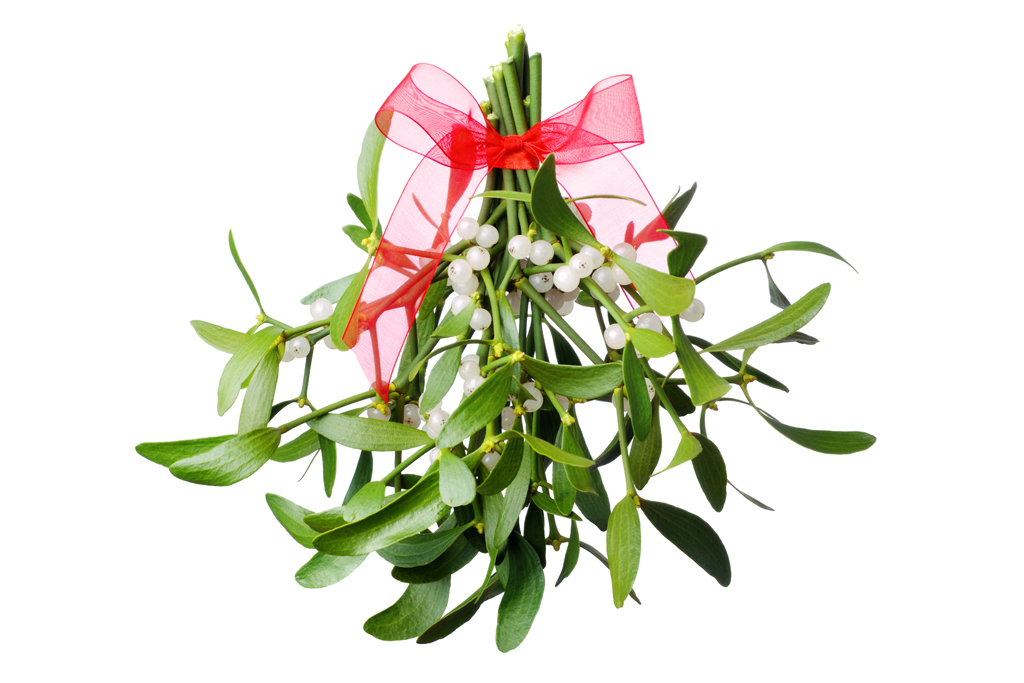 mistletoe