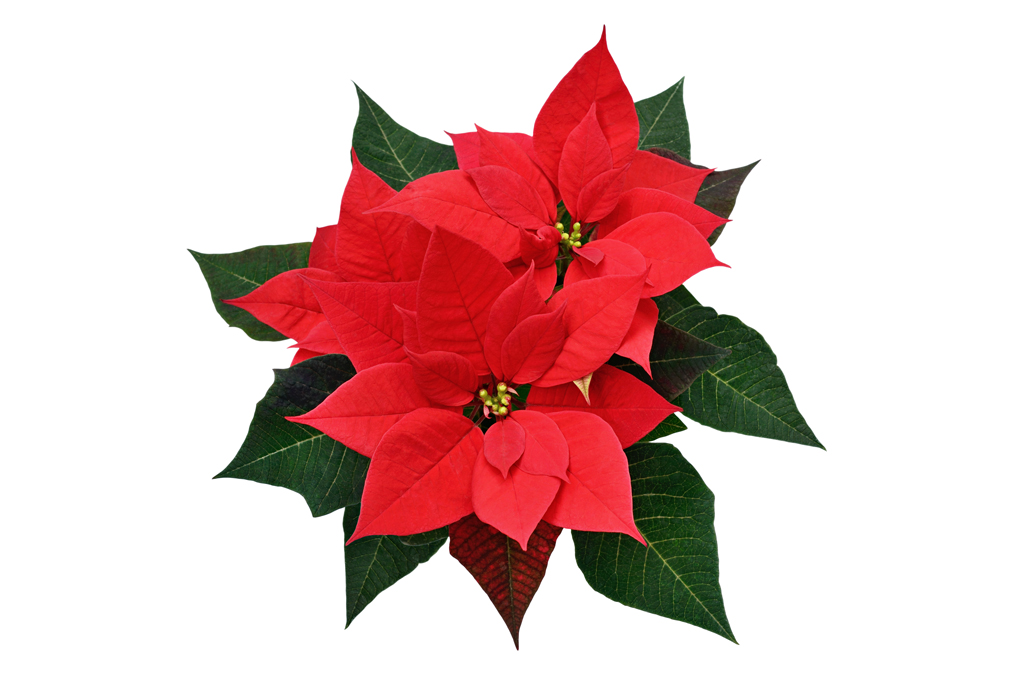 poinsettia