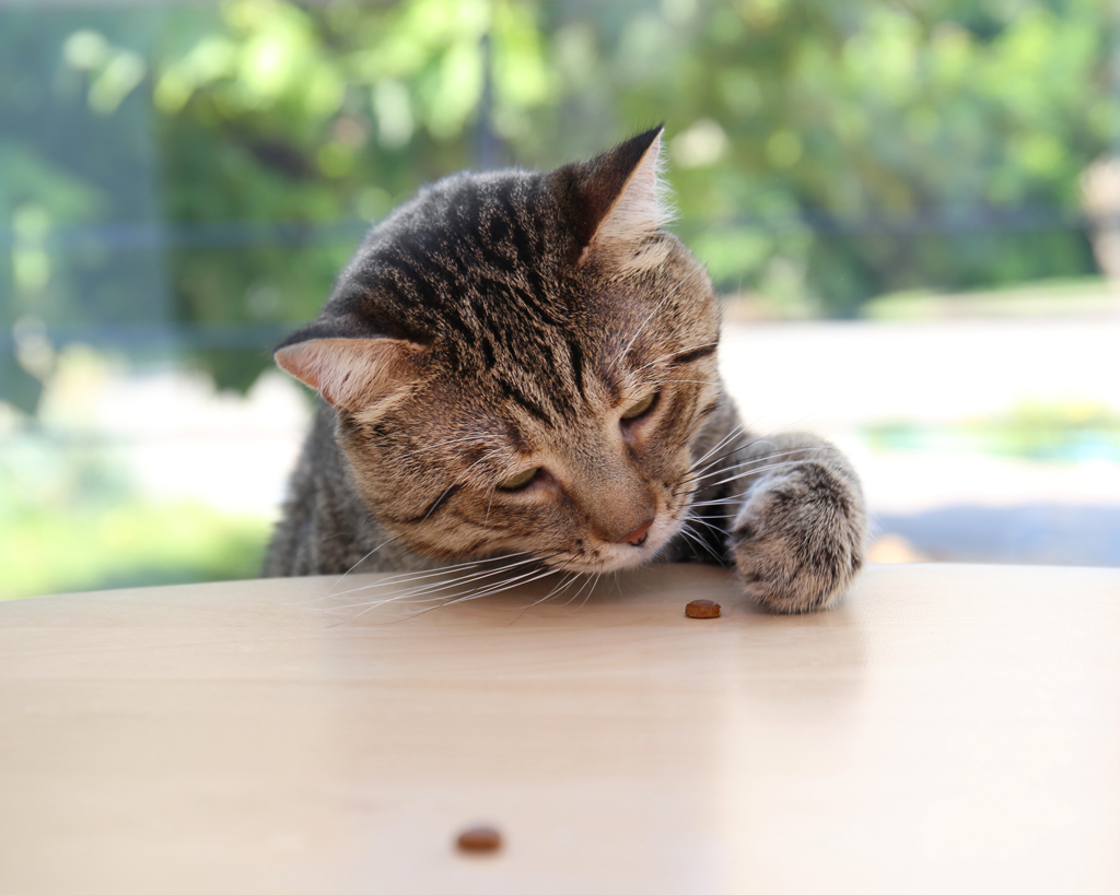 Cute cat reaching for treat on table at home